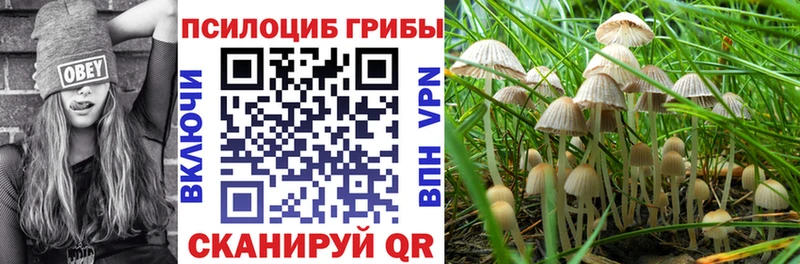 закладки  darknet наркотические препараты  Псилоцибиновые грибы Magic Shrooms  Богучар 